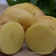 Fresh Potato Exporter